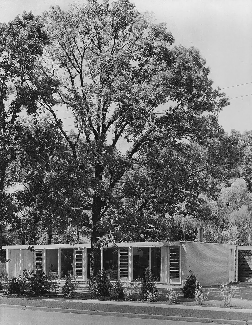 Paradise Backyard Crombie Taylor