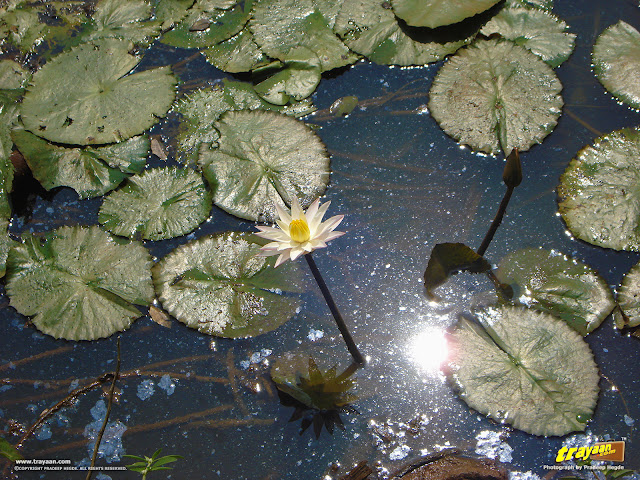 A beautiful white water lily, with the hot afternoon Sun reflected by the pond waters