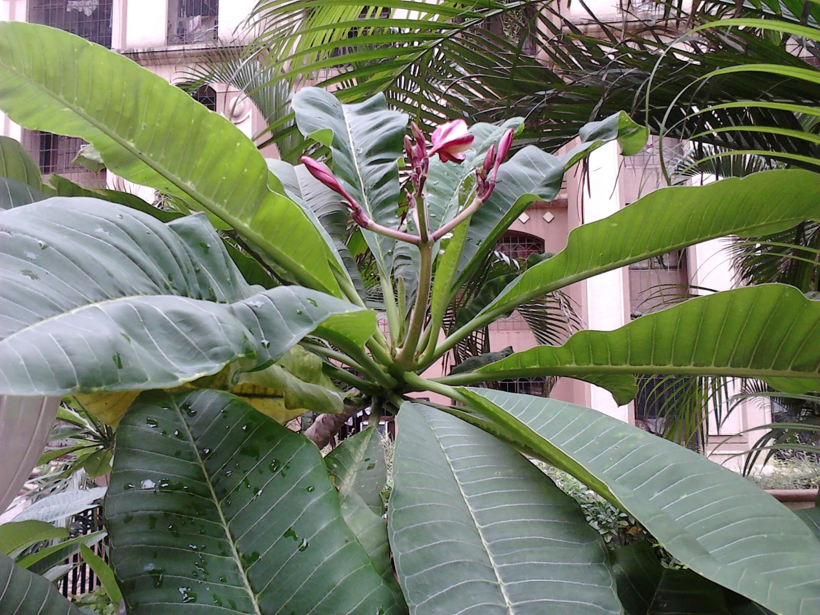 Garden Care Simplified Red Champa Frangipani Flowering Plant Care and Tips Refreshing Nature Trails