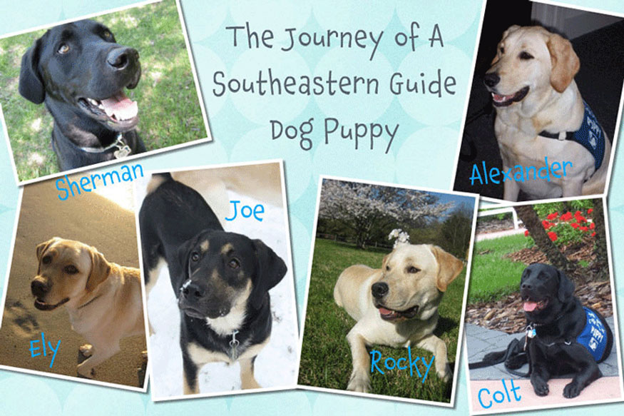 The Journey of a Southeastern Guide Dog Puppy