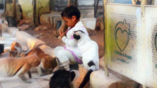 Niño jugando con gatos en refugio de Alepo