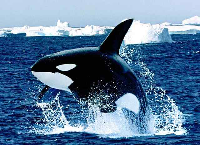 orca asesina