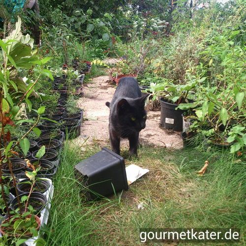 Katze und Kräuter