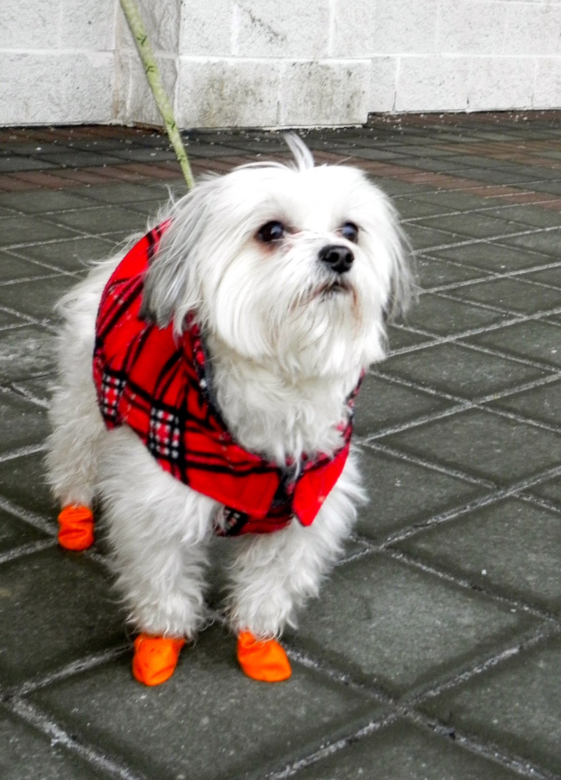 Cynophile A photoblog by an asthmatic dog lover