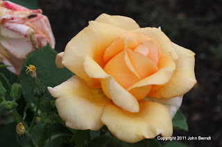 Rose 'Sunset Celebration'