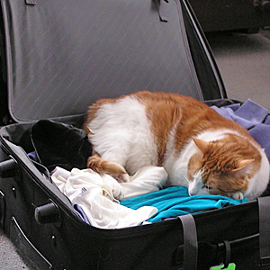 Long-Distance Travel with a Cat
