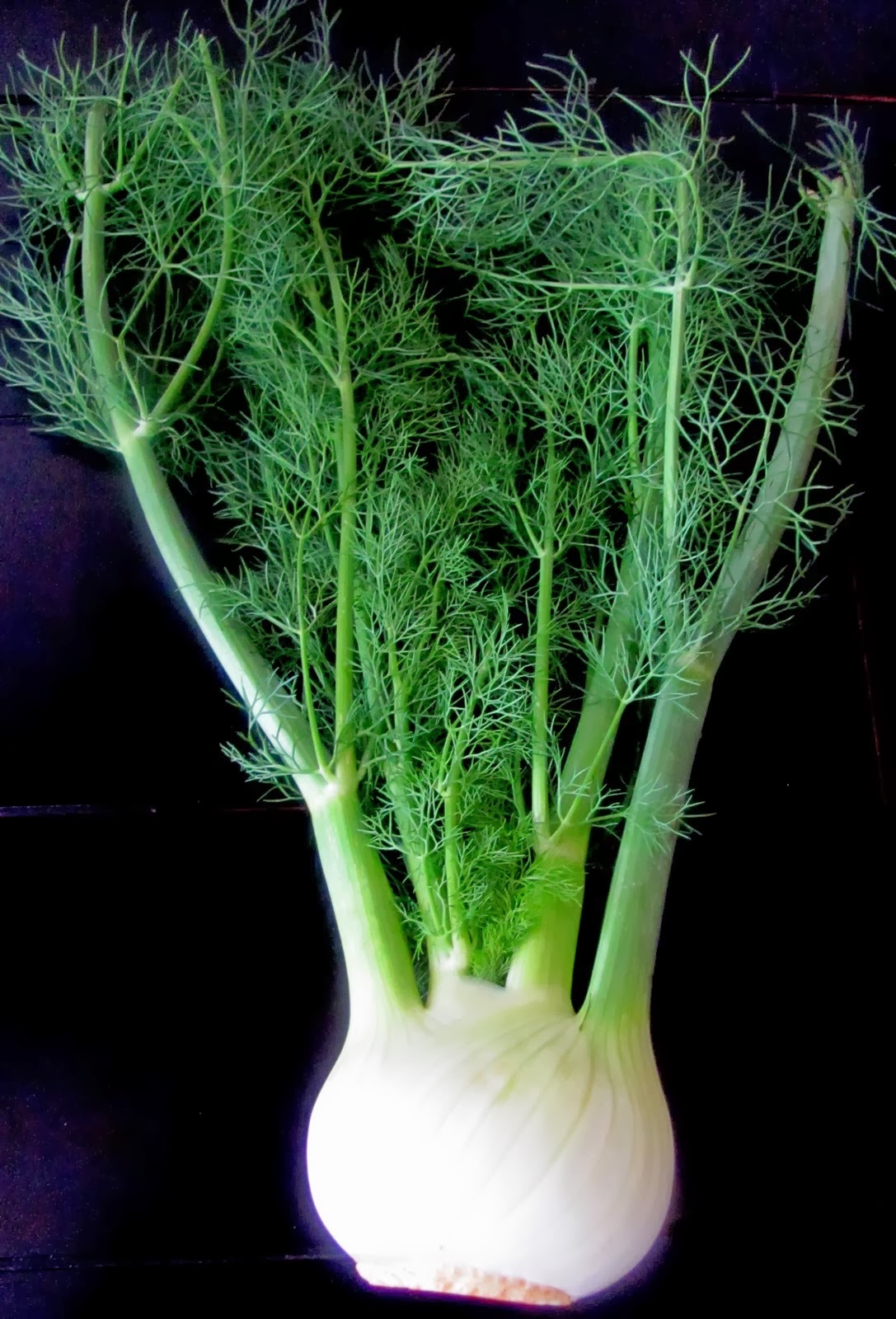 Gift of Nature "Amazing Health Benefits of Fennel Root"