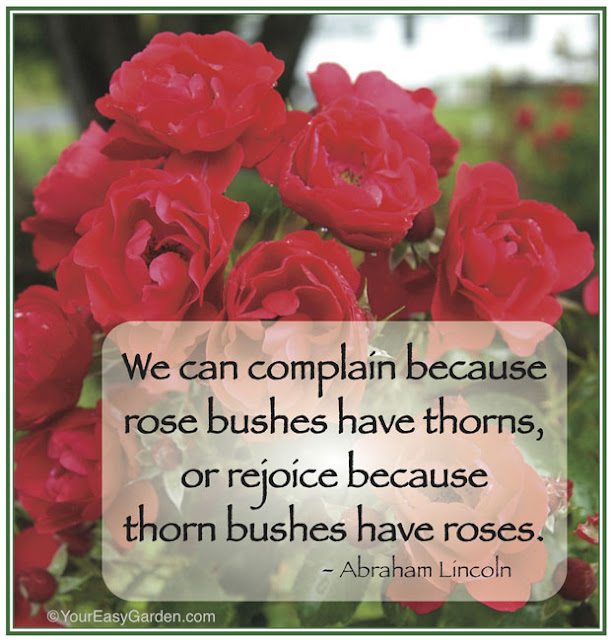 Happy Rose Day With Quotes 2016 Happy Rose Day With Quotes 2016