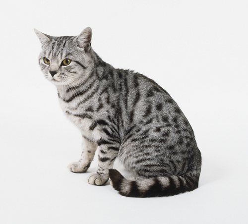 The most stunning and amazing cats The most stunning and amazing cats