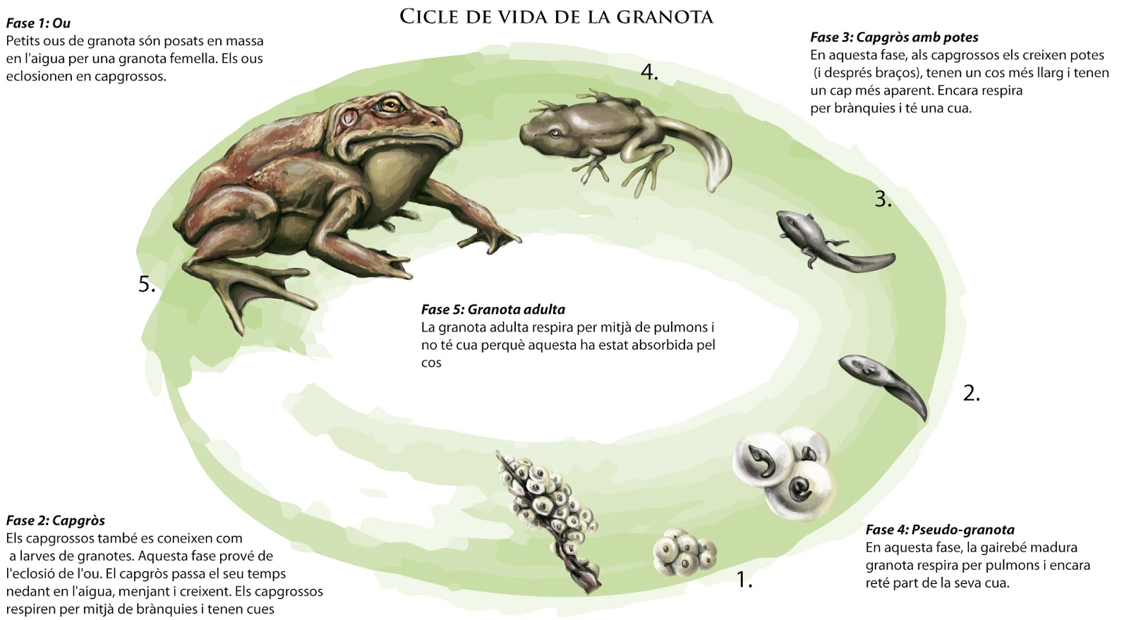 Edgar Sànchez Hidalgo Infografía Ciclo vida de la rana Edgar Sànchez Hidalgo Infografía Ciclo vida de la rana