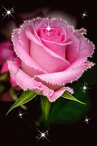 Resultado de imagen para gifs de rosas hermosas