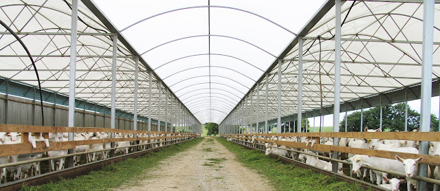 Goat farm shed design - himalayan goat breeding farm