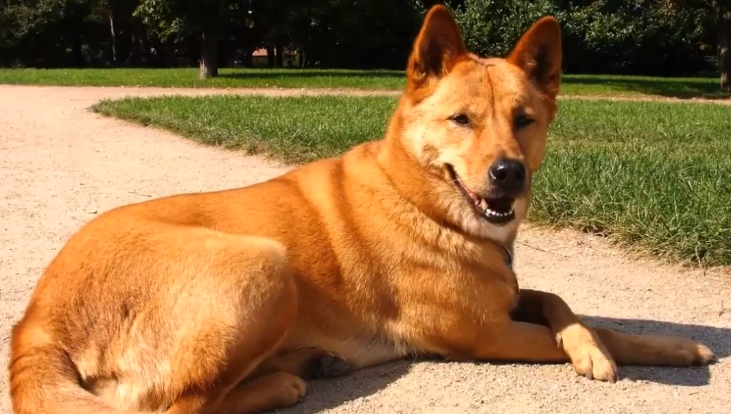 The American Dingo The Pacific Coast California and Carolina Dog and The Manaia