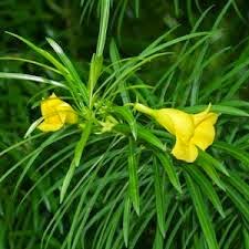  dengan nama lain Thevetia neriifolia juss ex Steud Manfaat & Khasiat Ginje untuk Kesehatan