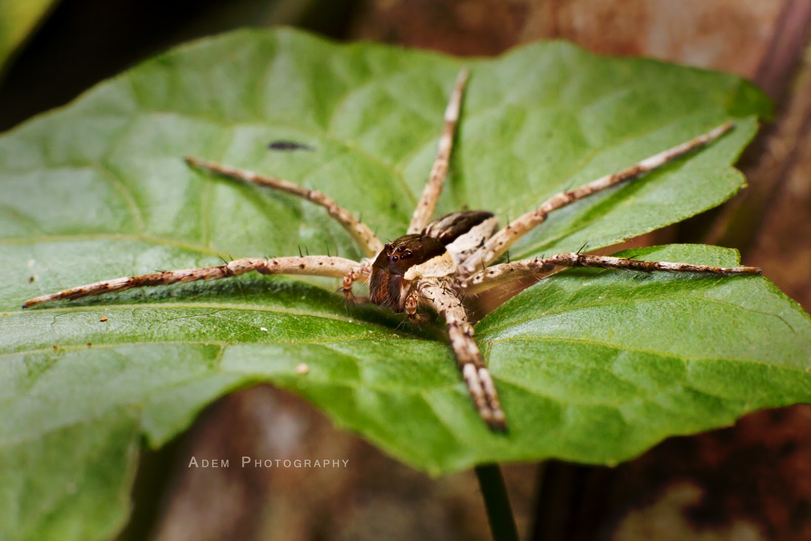 Adem Ling Photography 22 Oct 2011 , Testing the lightest macro