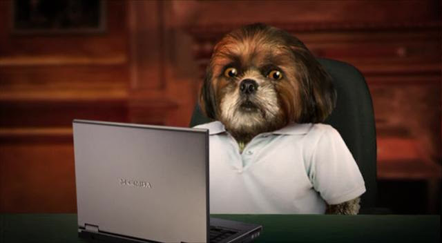 5 coisas que os shih tzu conseguem pressentir antes que aconteçam