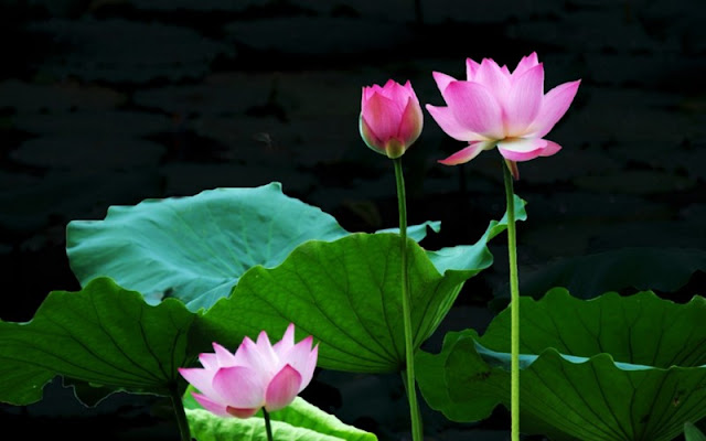 ảnh hoa sen đẹp nhất