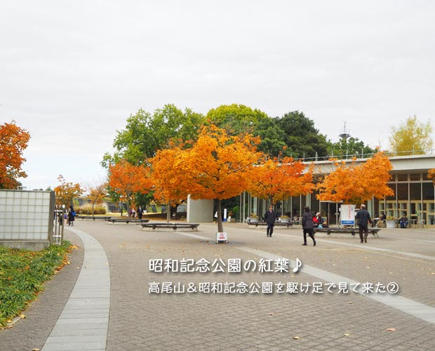 昭和記念公園の紅葉！