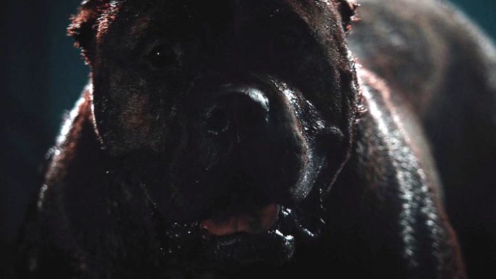 bullet head dog bullet head dog