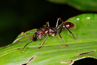 تعرف على أخطر حيوانات  الأمازون Bullet-ant