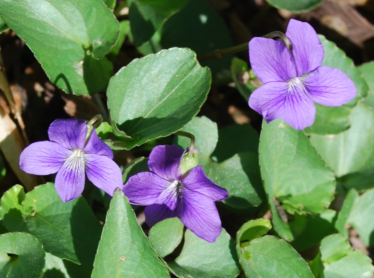 Photographing Flowers Plants that Reseed