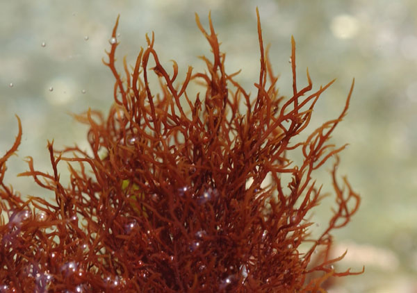 Image result for Phaeophyta atau Alga Cokelat
