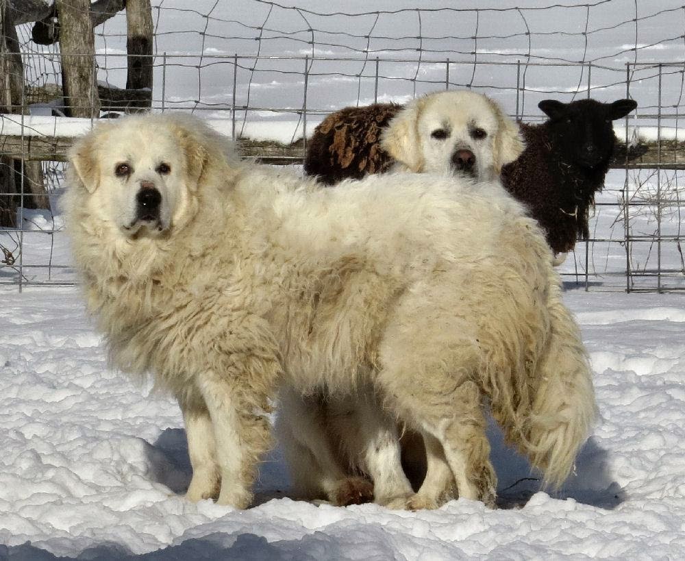 Ewe s Have It Farm Shetland Sheep LGD ewe-s-have-it-farm-shetland-sheep-lgd