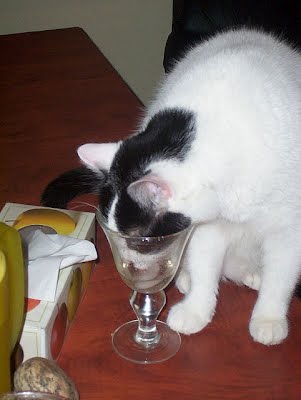 15 cats drinking from water glasses, funny cats, cat pictures, cute cat pictures