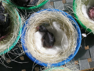 Cara Beternak Burung Kacer
