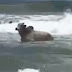 VÍDEO: Boi é flagrado 'pegando onda' em praia ao lado de surfistas em Salvador.