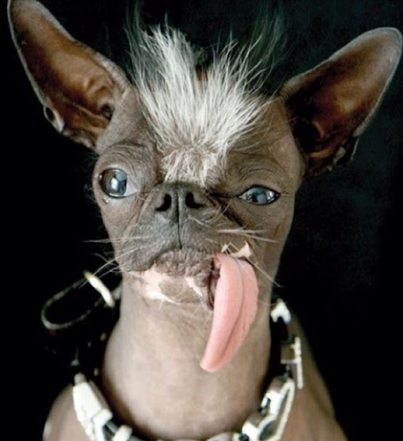 5 Of The Strangest Looking Dogs You Have Ever Seen