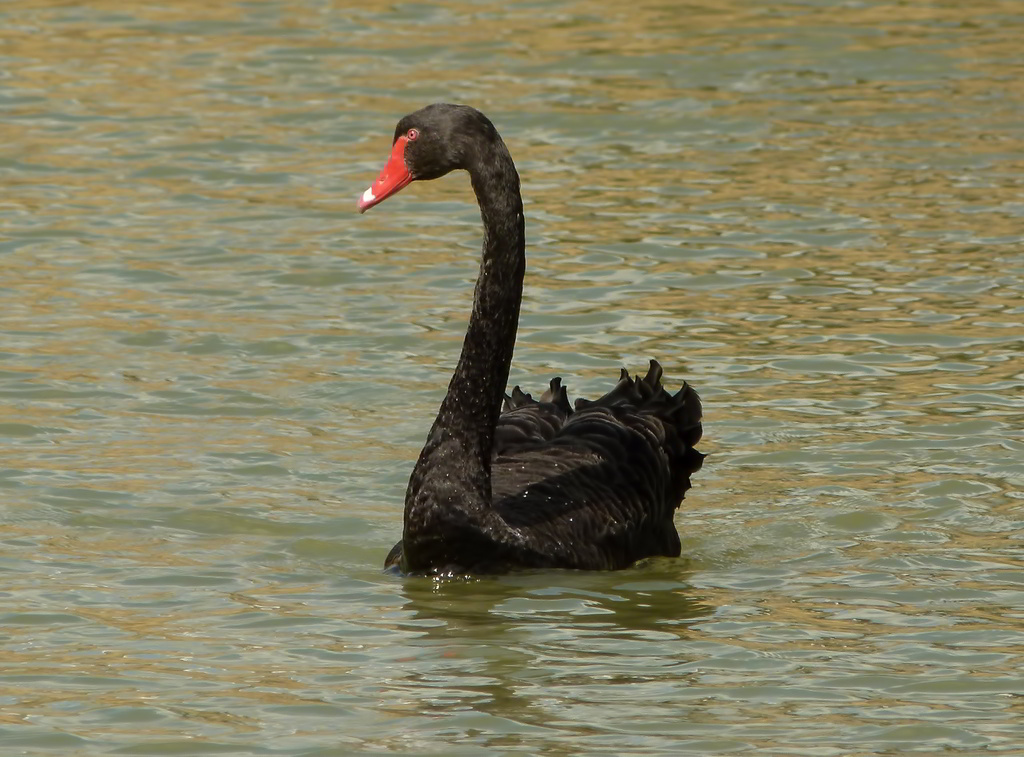 Blackswan Blackswan