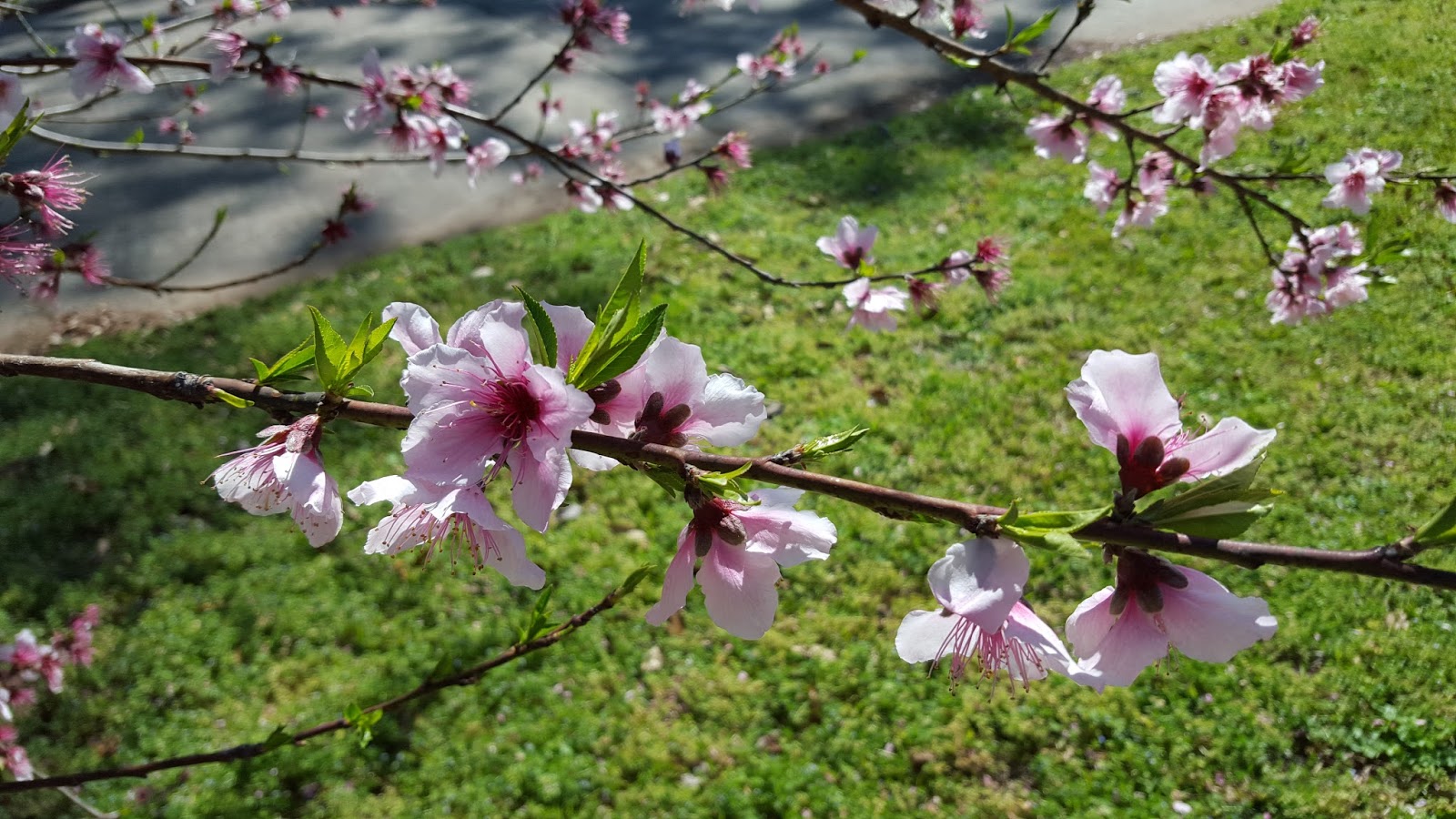 peach blossom spring review