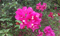 Flores regaladas Flores regaladas