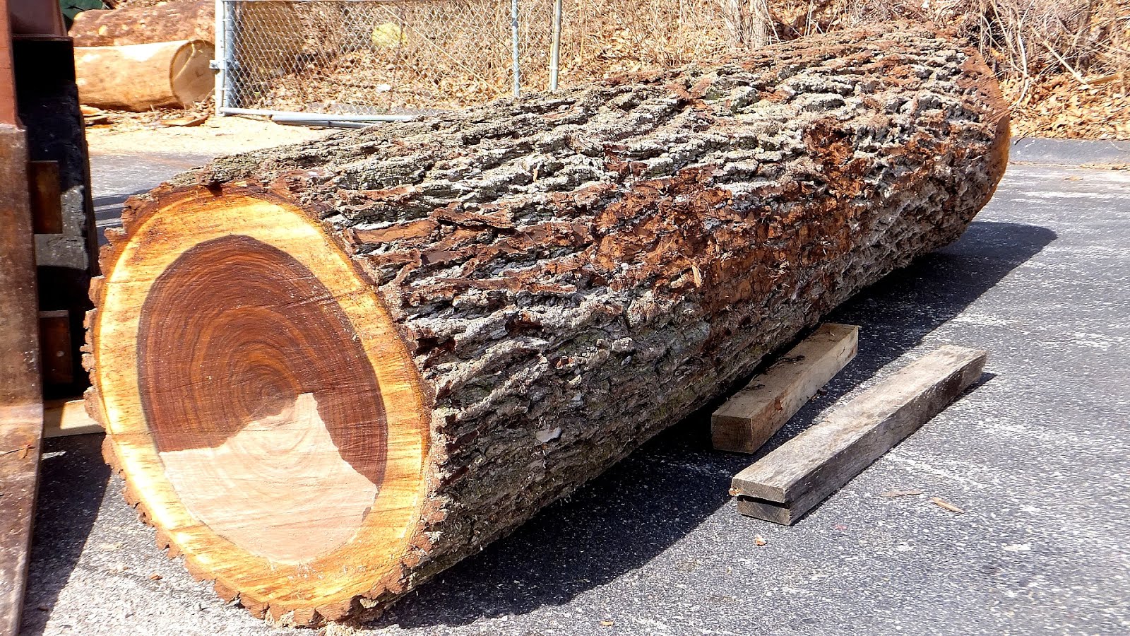 Selling Walnut Trees For Lumber Tree Choices