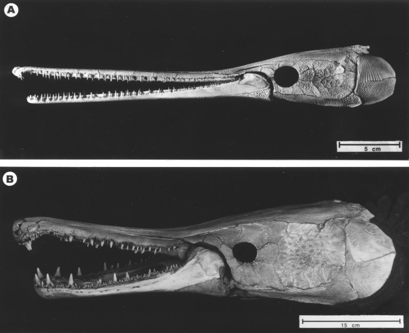 Evolutionary Vertebrate Zoology: February 2012