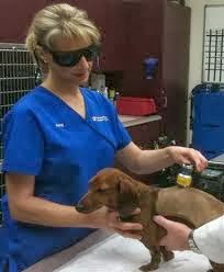 tratamento de coluna em cães