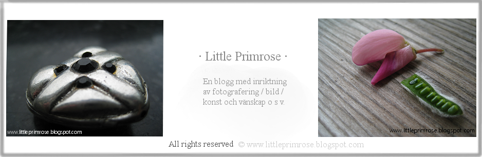 Little Primrose