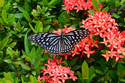 Papilio clytia Papilio clytia