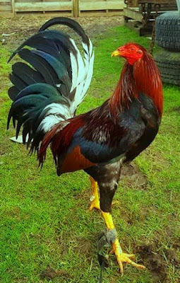 gallo de pelea