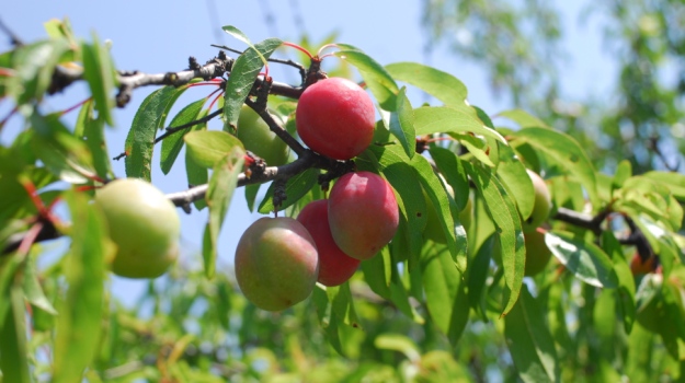 Ù†ØªÙŠØ¬Ø© Ø¨Ø­Ø« Ø§Ù„ØµÙˆØ± Ø¹Ù† â€ªDifferent Types of Apple Treesâ€¬â€