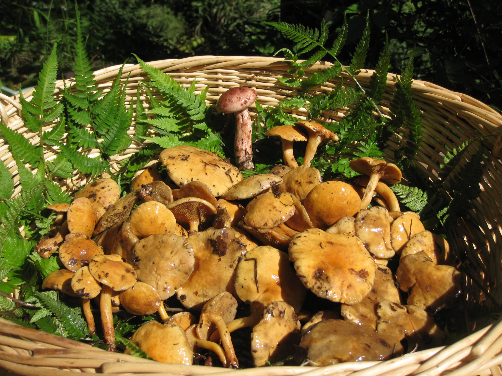 農家民宿 ゆうか庵 今年初きのこ・・「しばたけ」です！！