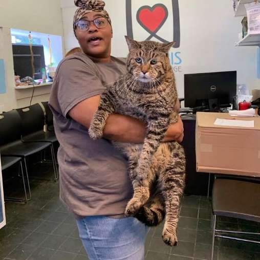 The World's Chubbiest Cat Is Looking For Her Forever Human