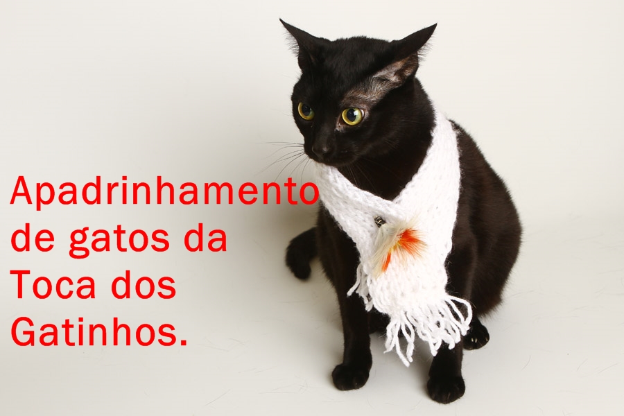 Apadrinhamento de gatos da Toca