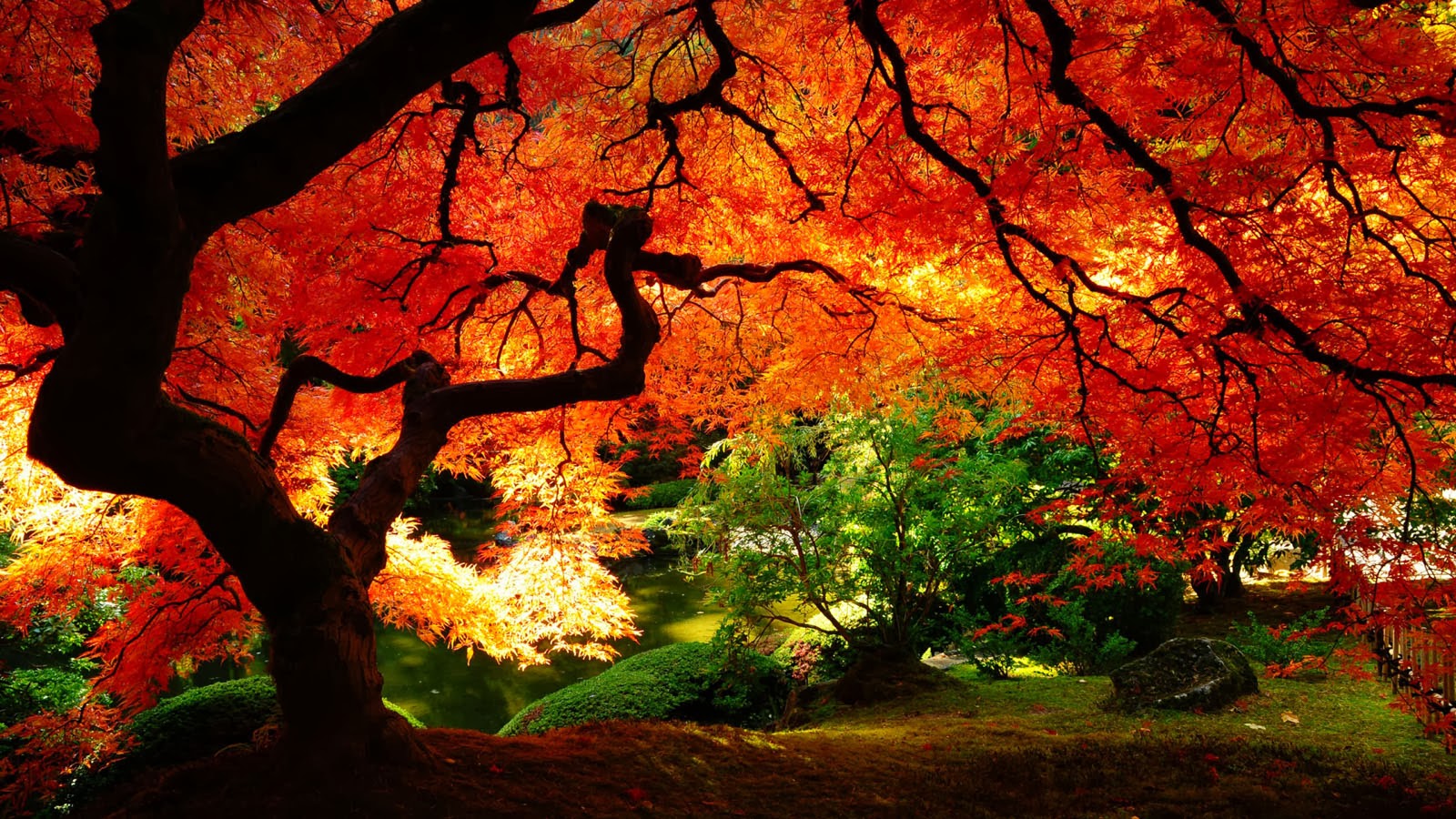 gallery wallpaper online nature