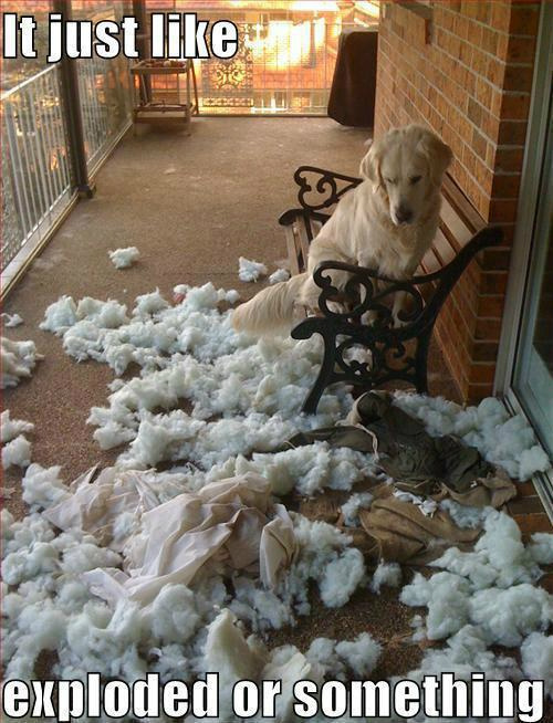 Gary Rome Kia >> Jack Rome News: 9 Hilarious Dog Memes Gary Rome Kia >> Jack Rome News: 9 Hilarious Dog Memes