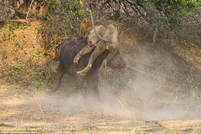 rofo rofo fight between lion and buffalo