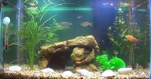 Cara Membuat Hiasan Aquarium Dari Kayu