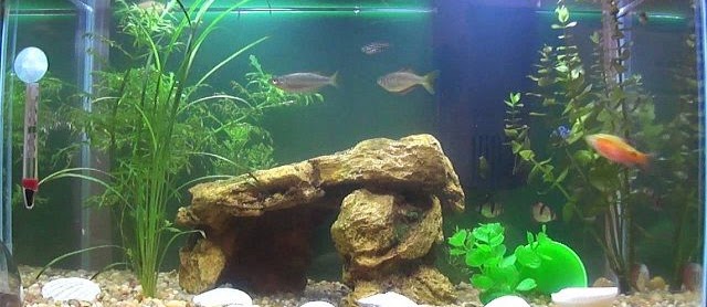 Dekorasi Aquarium Air Tawar Sederhana Hemat Biaya