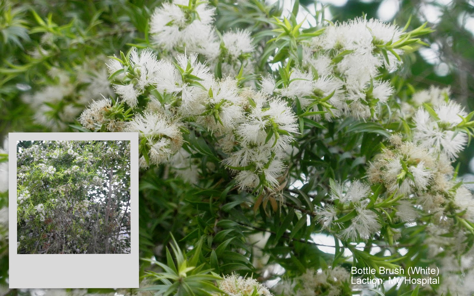 Bottle Brush Tree (White)
